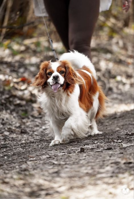 Cavalier Reproduktor- Kraków