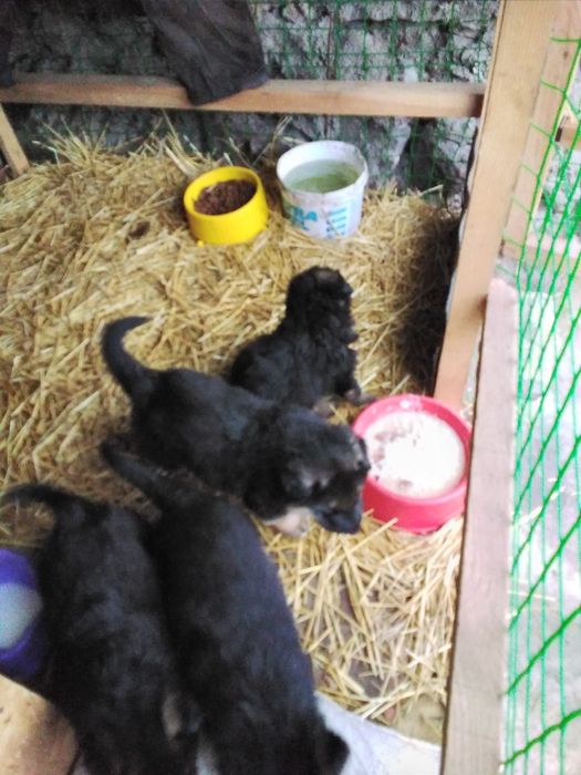 Продам щенков немецкой овчарки