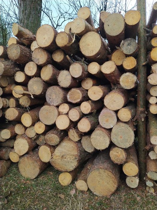 Piękna sosna metrówki grube, stemple budowlane