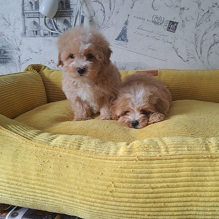 Мальтипу,мвльтипушки,f1.карамель,крем беби фейс