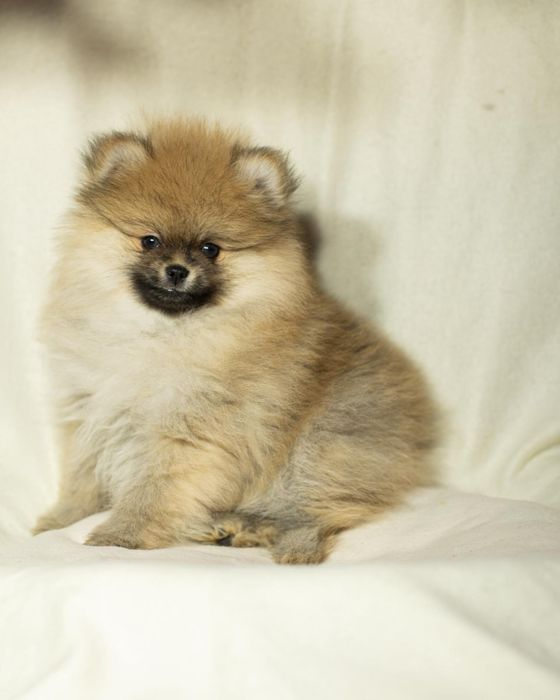 Pomeranian piesek typ misia,po bardzo małych rodzicach