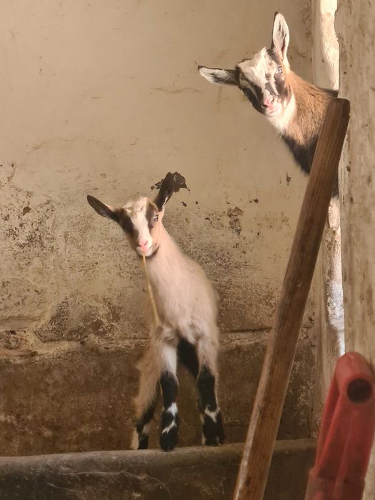 Koźlaki,kozy sprzedam