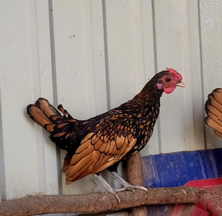 Півники сібрайти