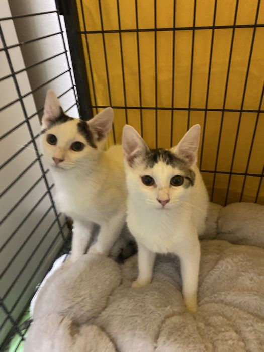 Kociaki szukaja domku