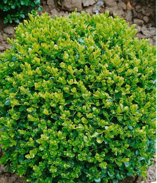 Самшит кулястий 30-40 см | вічнозелений декоративний кущ | Buxus