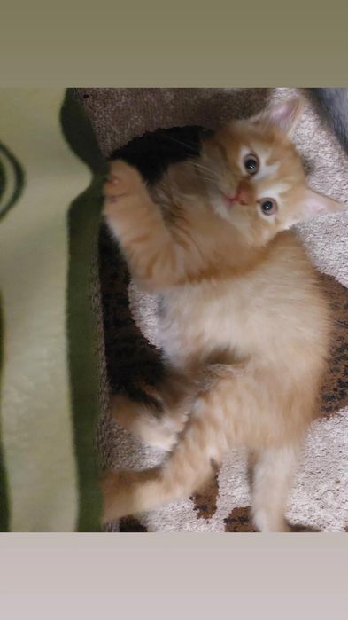 Отдам котят в хорошие руки мальчик рыжий серый 2 месяца