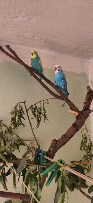 Клетки. Пара попугаев!