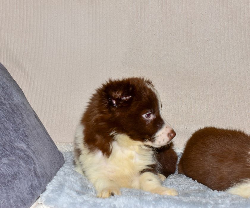 Border Collie chocolate