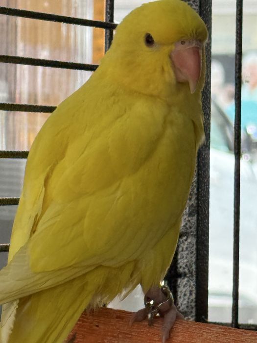 Ringneck amarelo um femia um macho