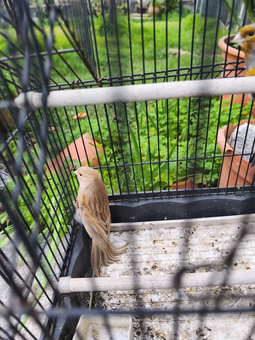 Canários Arlequim Português.