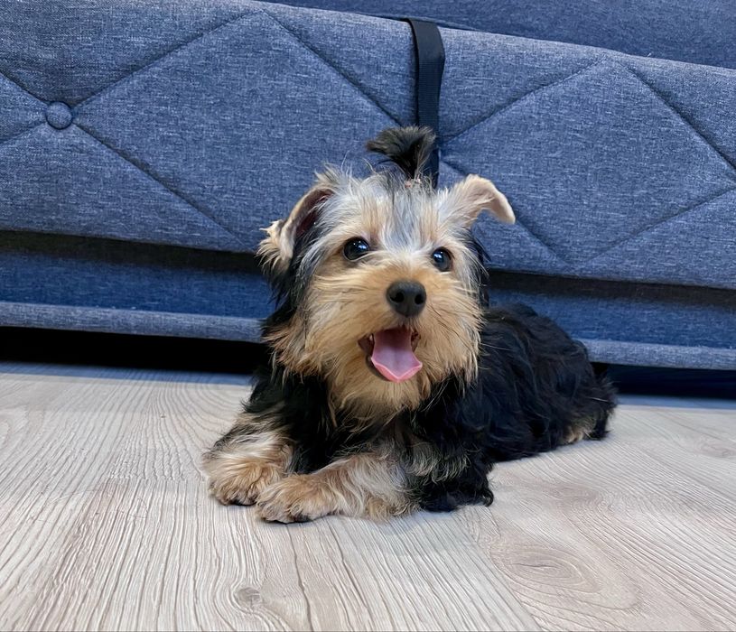 York, Yorkshite Terrier