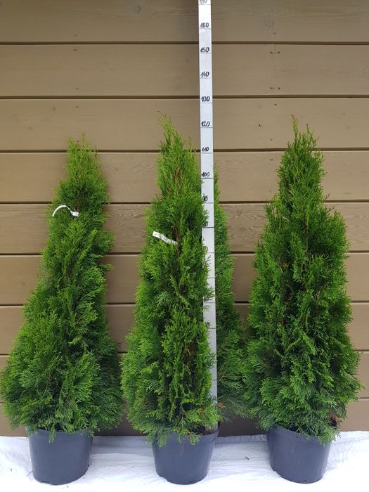 thuja tuja smaragd szmaragd 120 cm grunt