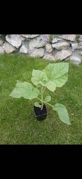 Drzewo Tlenowe Paulownia sadzonki Shan Tong