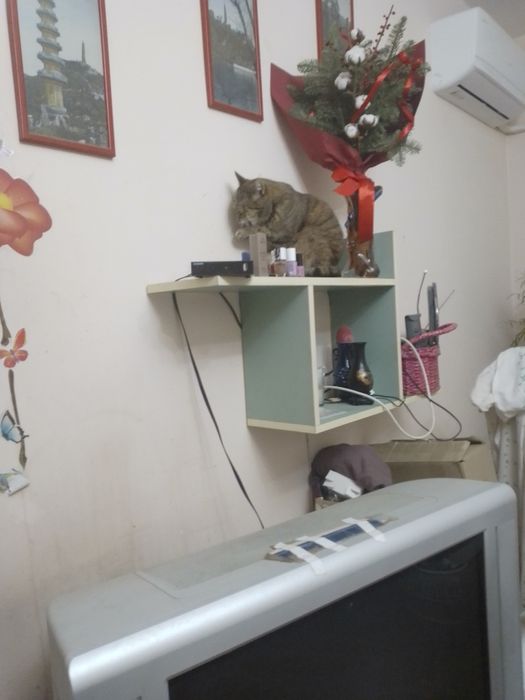 Зелена поличка дсп