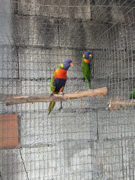 2 casais Loris Molucanos reprodutores