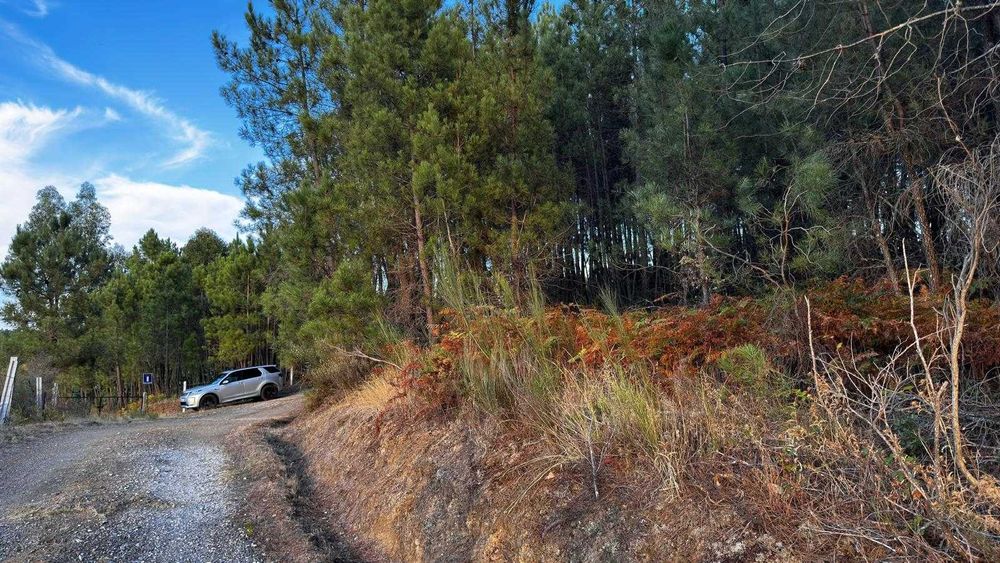 Terreno florestal à venda – Enxames (Fundão)