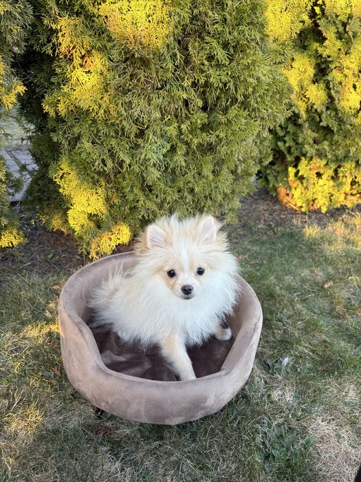 Szpic Miniaturowy Pomeranian sunia Inka