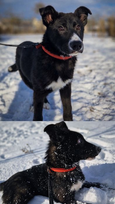 Песик в добрі руки