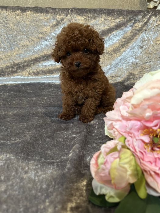 Хлопчик  міні, батьки Китай