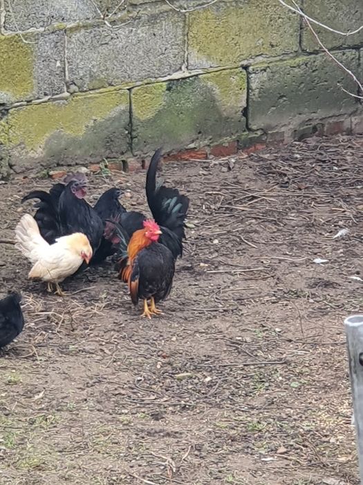 Chabo Czarnolice,kogut i kury