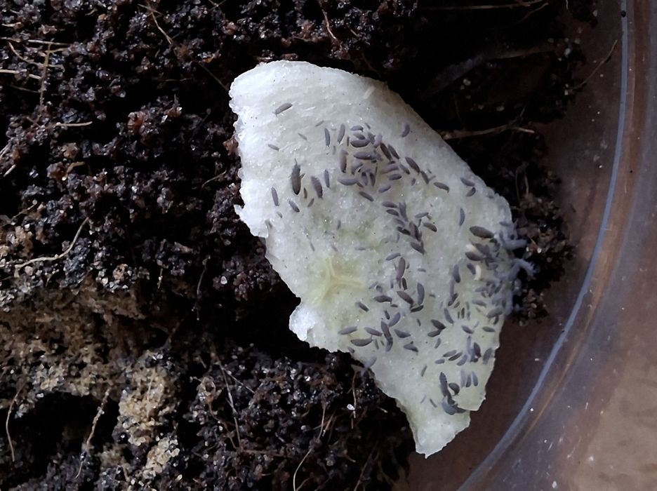 Skoczogonki niebieskie Lilac 50szt