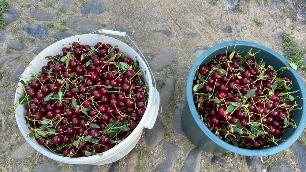 Продам вишню домашню