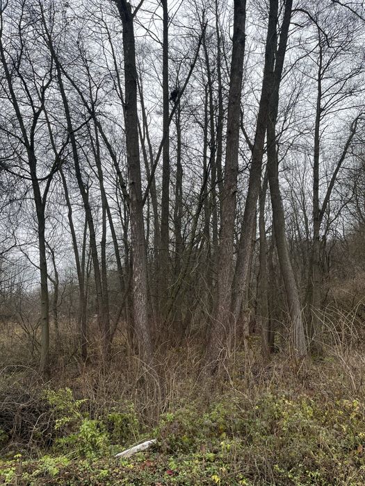 Кругляк різної довжини