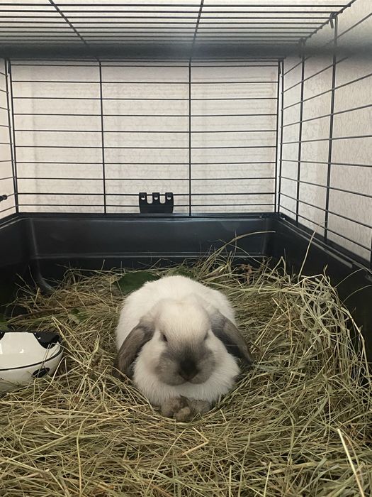 Декоративный кролик в хорошие руки