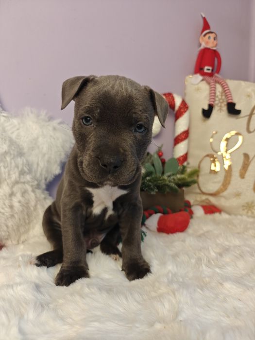 Rodzinny piesek amstaff !