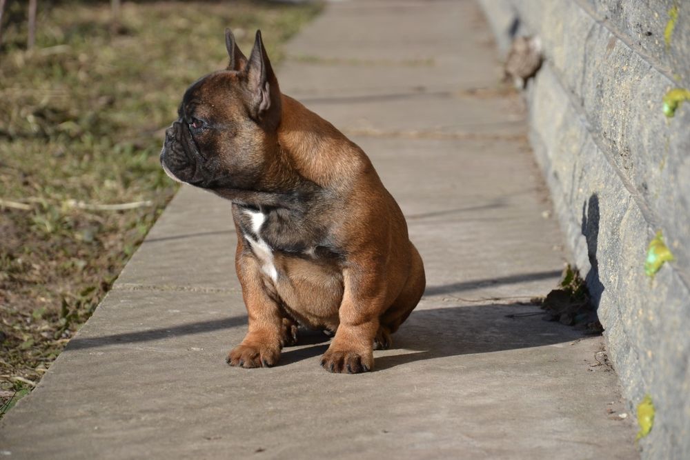 Продам цуценят французького бульдога з родоводом AKU. Цуценята породні