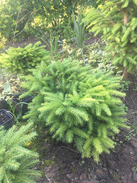 Продам ялину "Нідіформіс" (Nidiformis)