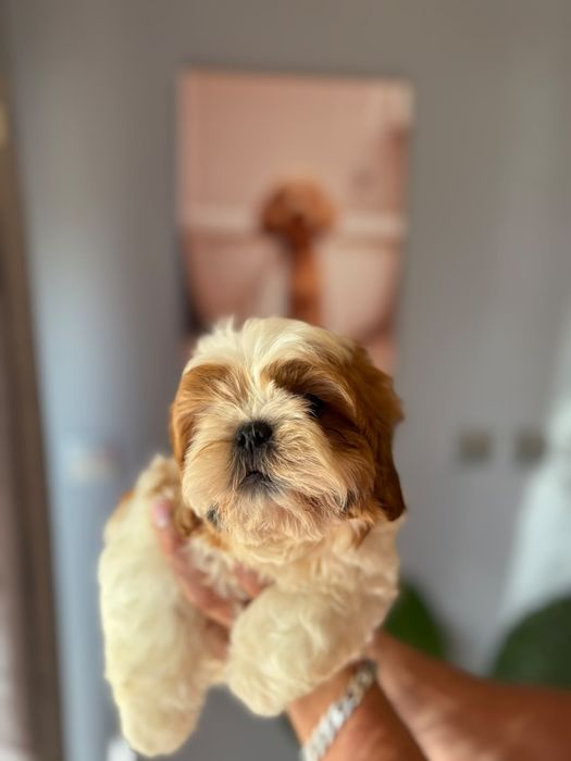 Shih-tzu  piekny piesek z rodowodem + wyprawka