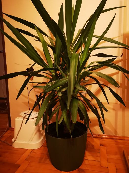 Roślina tropikalna - Yucca