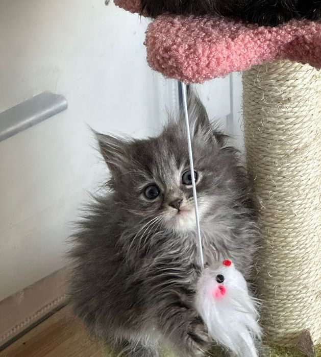 po Championach rodowód FPL FIFE Neva Masquerade kotka kot Syberyjski