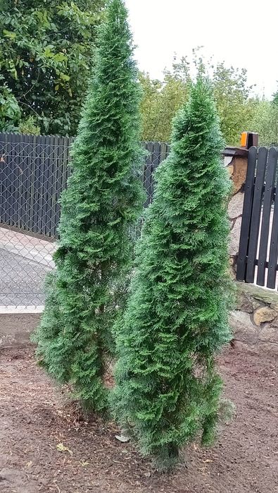 Tuja szmaragd. Wys.180cm