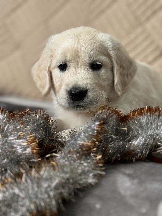 Золотистий ретривер.