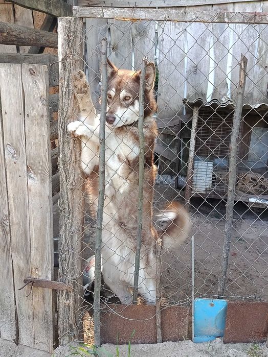 Молодий Собака Хаскі