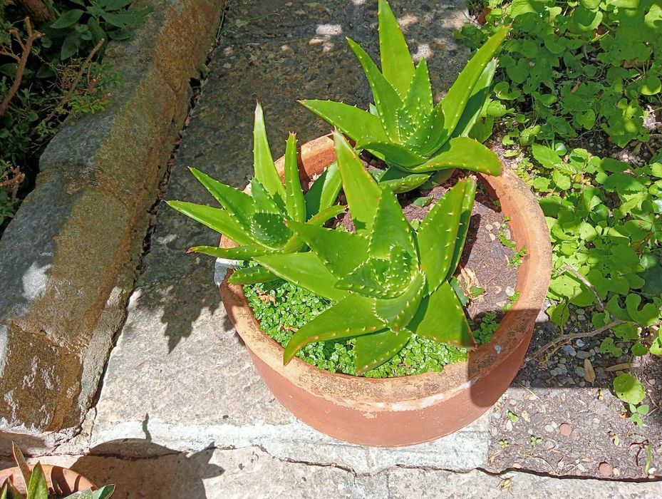 Planta natural, coroa