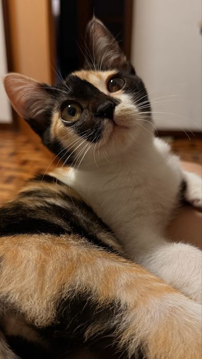 Doa-se gato femea