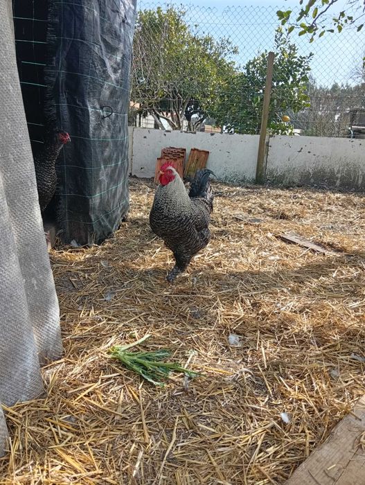 Galos com 10 meses  15€