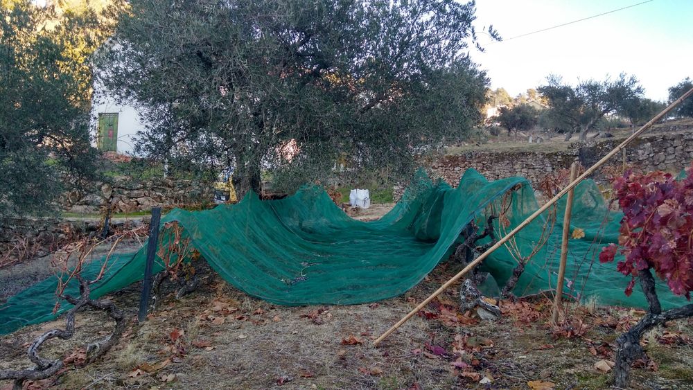 Azeite extra virgem do Vale do Tua