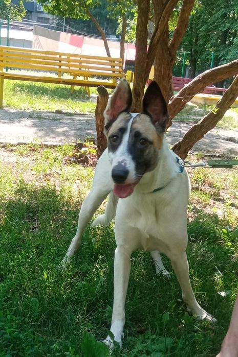 Ищем дом для собачки