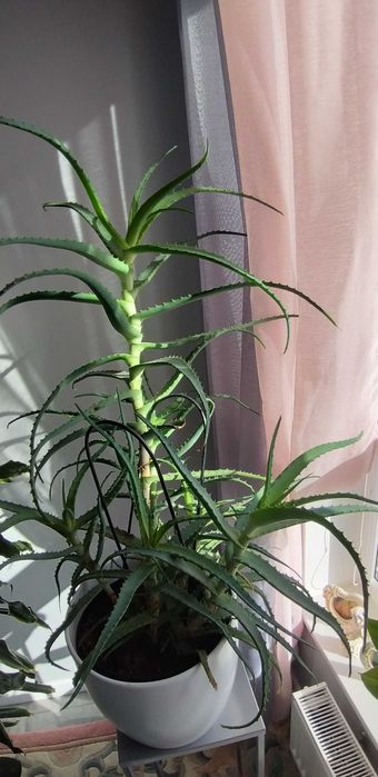 Kwiat doniczkowy aloes