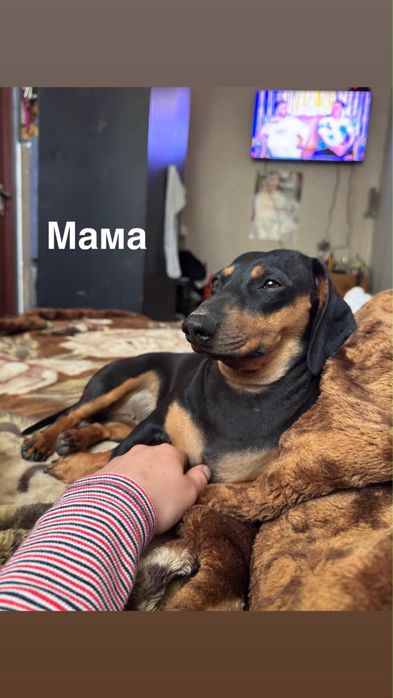 Малюки такси.