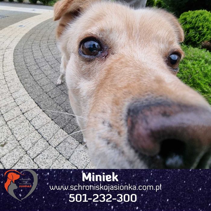 MINIEK do adopcji Schronisko Jasionka