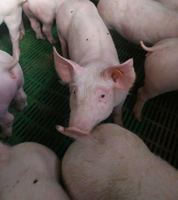 Warchlaki mięsne, tuczniki ( prosiaki prosięta świnie tucznik )