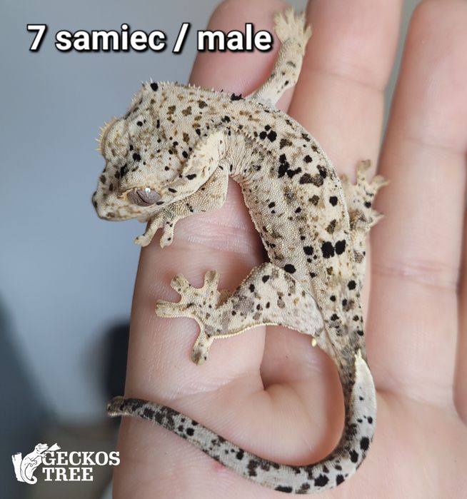 Gekon orzęsiony pale base superdalmatian samiec 7 g