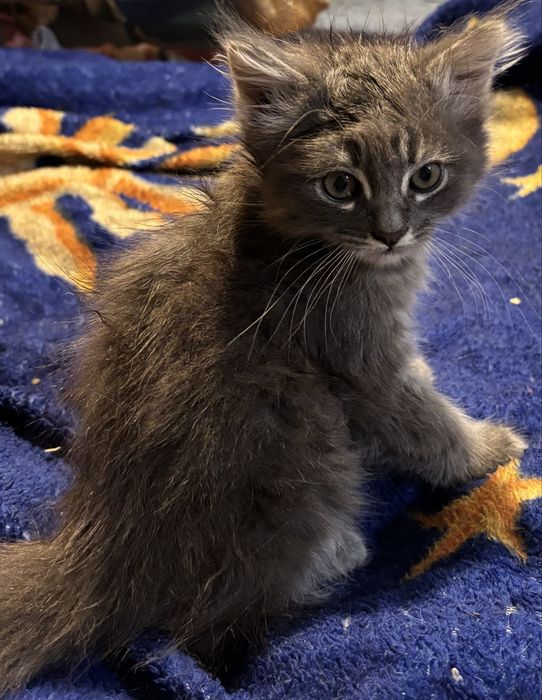 Віддам кошенят