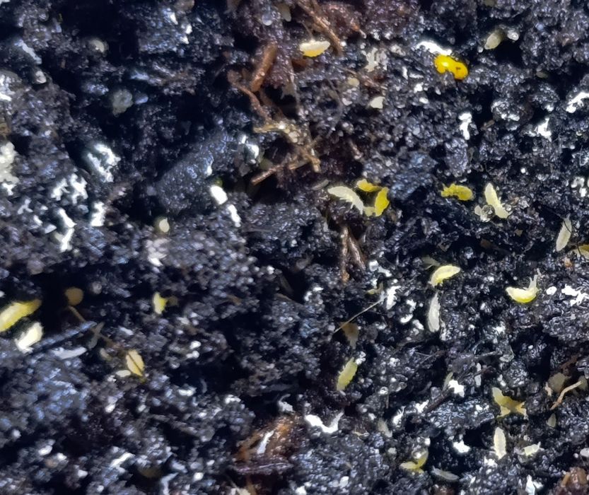 Ekipa sprzątająca, skoczogonki, Prosionki, isopody