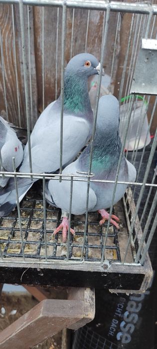 Gołębie barlesy 8 sztuk